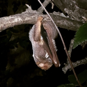 Southeastern Bat Diversity Network